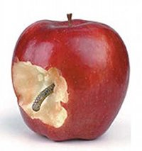 apple-sadeghi-amiri.jpg