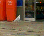 dozdi-darrouzeroushan.gif