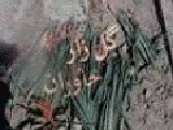 koshtar_67.gif