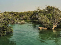 new/jangalhaye-hara1.jpg